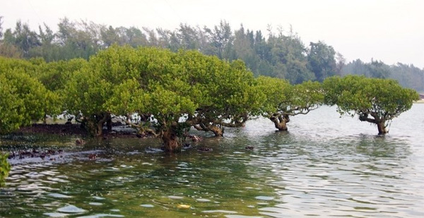 湛江特呈岛