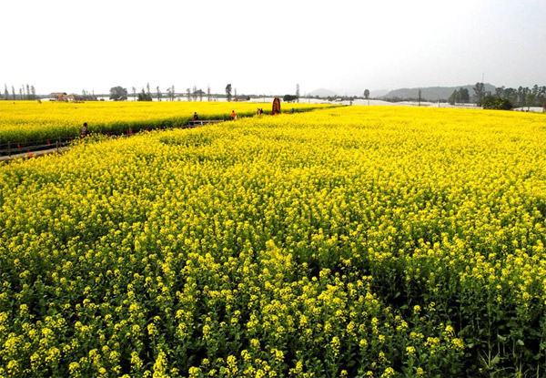 珠海莲洲油菜花