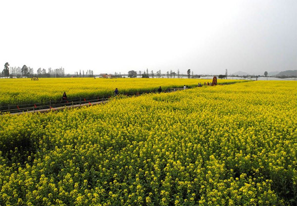 珠海莲洲油菜花